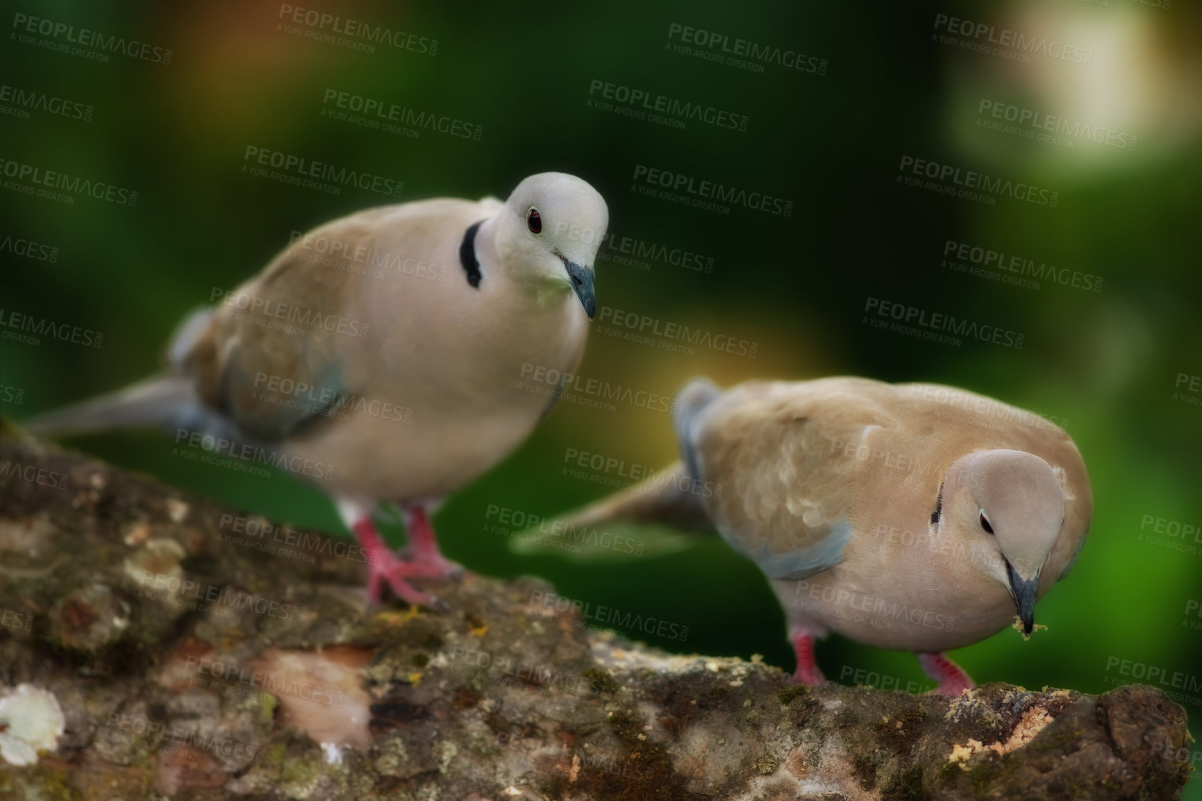 Buy stock photo Outdoor, turtle dove and birds in branch for eating, hungry and adaptation to environment habitat. Ecosystem, feather and wings of animals with insects, conservation or natural nutrition for wildlife