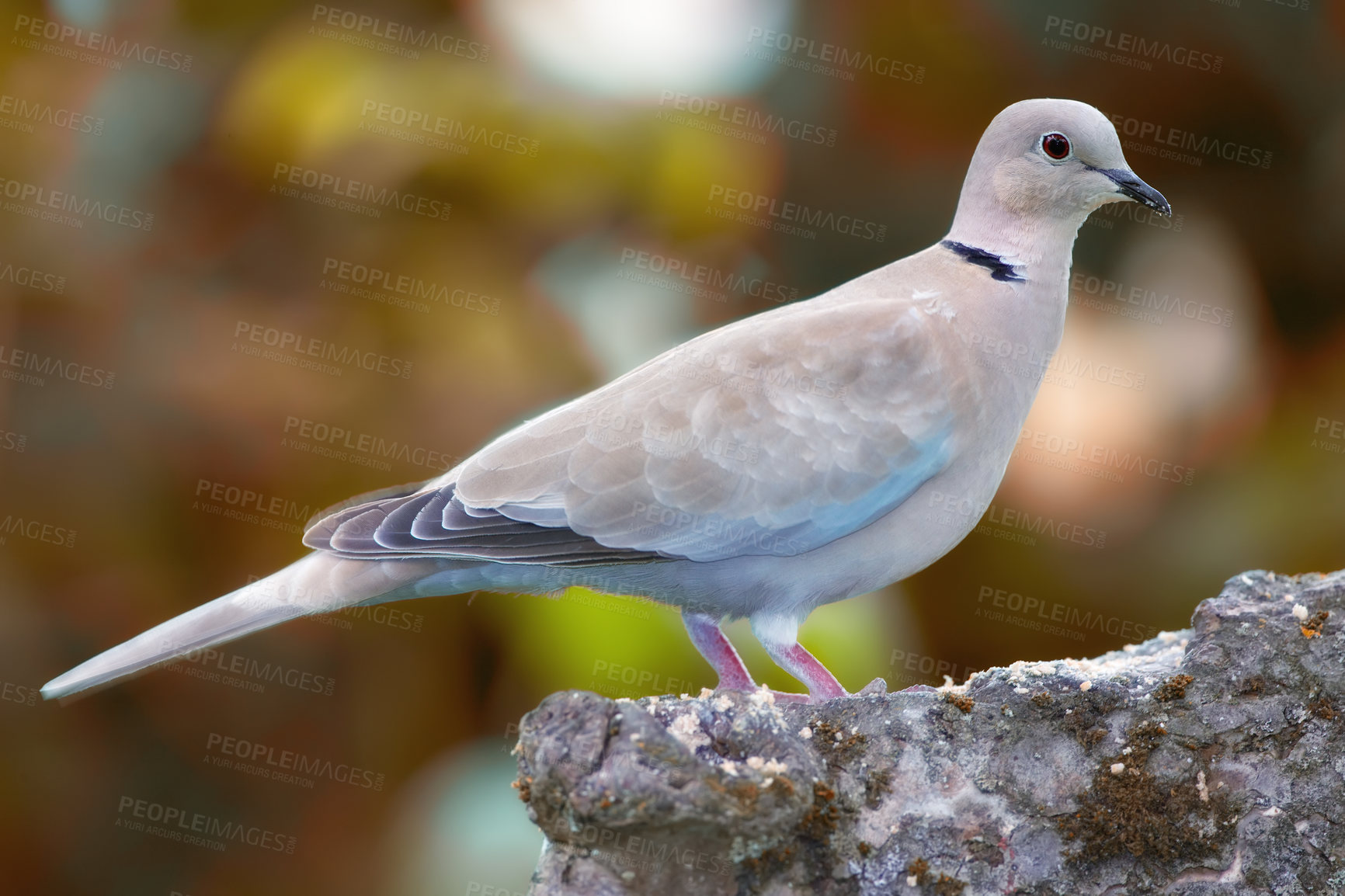 Buy stock photo Shot of turtle dove in nature