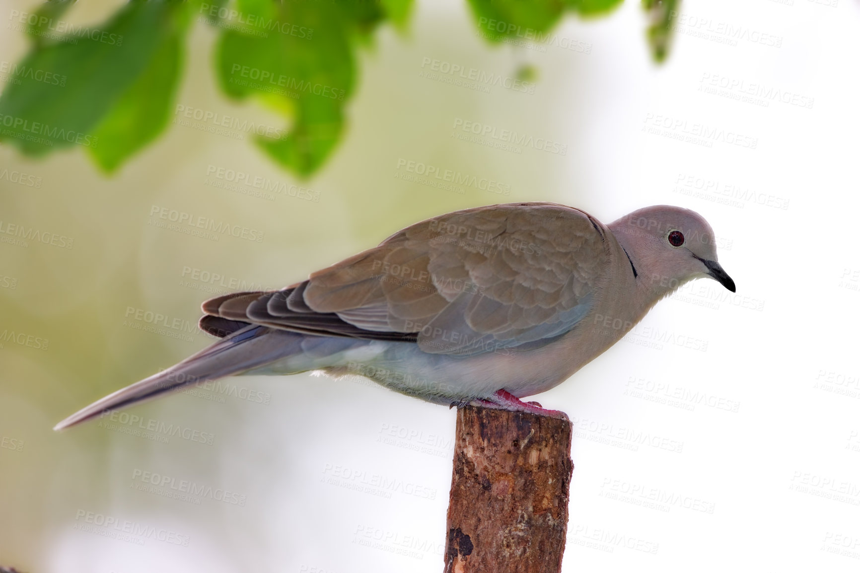 Buy stock photo Bird, dove and outdoor on tree in habitat, relax and nature ecosystem for animal in jungle. Travel, woods and calm countryside in wilderness, sustainable environment and branch for forest harmony