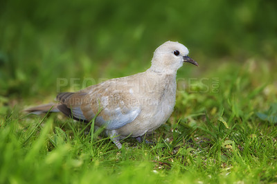 Buy stock photo Shot of turtle dove in nature