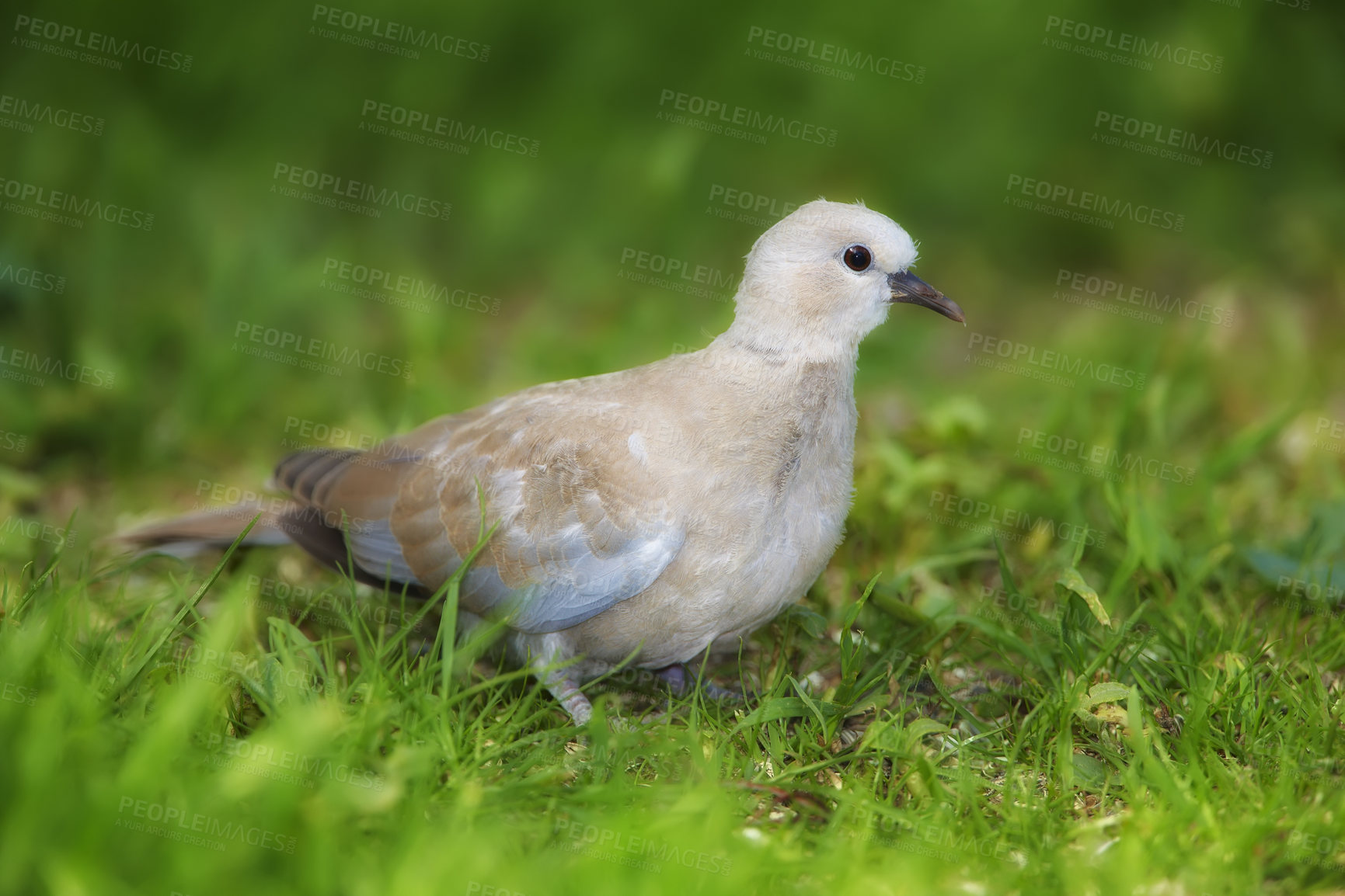 Buy stock photo Shot of turtle dove in nature