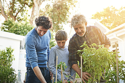 Buy stock photo A grandfather, father and boy working in garden with family, generations and nature with plants in home backyard. Bonding, love and care with helping men and child outdoor gardening with environment