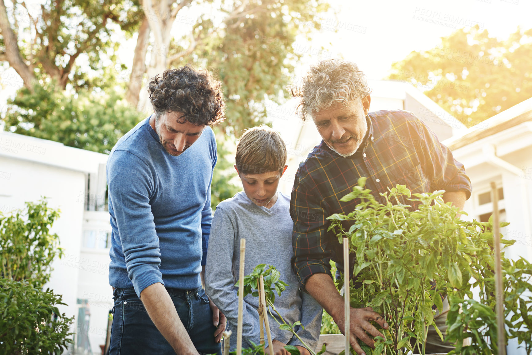 Buy stock photo A grandfather, father and boy working in garden with family, generations and nature with plants in home backyard. Bonding, love and care with helping men and child outdoor gardening with environment