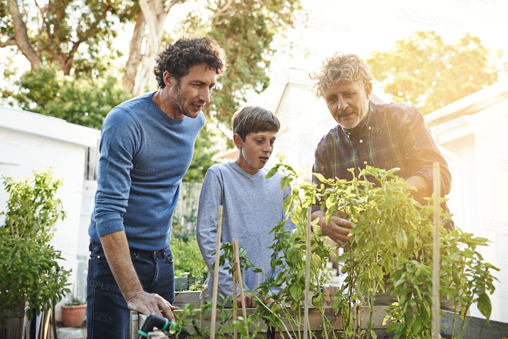 Buy stock photo Family working in garden together in backyard with generations, grandfather with father and kid with plants. Bonding, love and nature with men and boy outdoor with green fingers and gardening at home