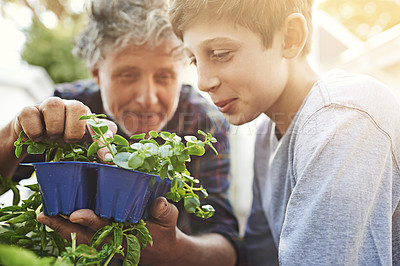 Buy stock photo Senior man teaching child about plants in his garden for agriculture, sustainability or gardening. Nature, bonding and elderly male person checking herb leaves with boy kid in backyard at his home.