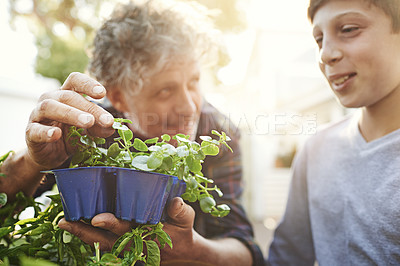 Buy stock photo Gardening, plants and grandpa teaching child on greenery growth, development and environment. Agro, eco friendly and boy kid learning horticulture with senior man outdoor in backyard for hobby.