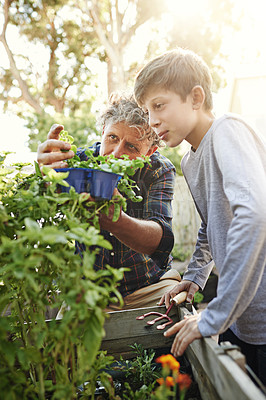 Buy stock photo Gardening, plants and child learning with grandfather on greenery growth, development and environment. Agro, eco friendly and senior man teaching boy kid horticulture outdoor in backyard for hobby.