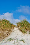 Sand dunes at the Westcoast of Jutland, Denmark