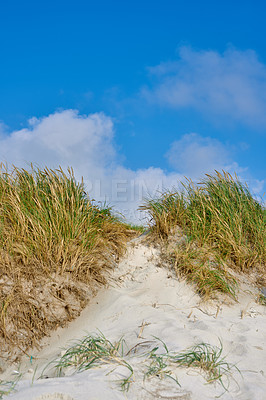 Buy stock photo Landscape of sand dunes under cloudy blue sky copy space on the west coast of Jutland in Loekken, Denmark. Closeup of tufts of green grass growing on an empty beach during a sunny summer day