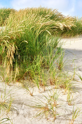 Buy stock photo Landscape of sand dunes on the west coast of Jutland in Loekken, Denmark. Closeup of tufts of green grass and brown reeds growing on an empty beach. Scenic seaside to enjoy during summer vacation