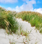 Sand dunes at the Westcoast of Jutland, Denmark