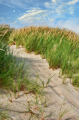 Buy stock photo Landscape of beach sand on west coast of Jutland in Loekken, Denmark. Closeup of tufts of grass growing on an empty dune with blue sky and copyspace. Scenic seaside to explore for travel and tourism