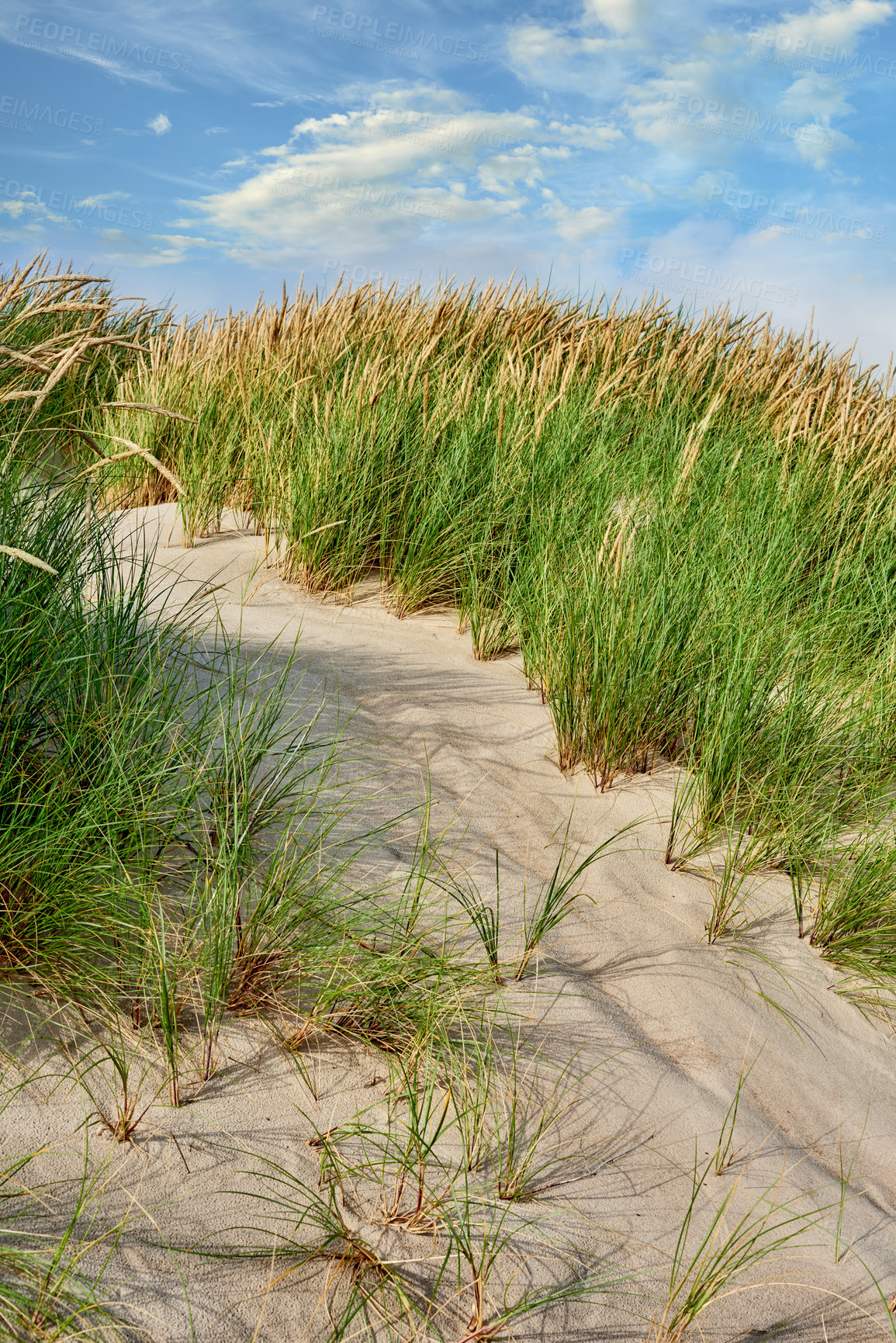 Buy stock photo Landscape of beach sand on west coast of Jutland in Loekken, Denmark. Closeup of tufts of grass growing on an empty dune with blue sky and copyspace. Scenic seaside to explore for travel and tourism