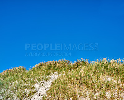 Buy stock photo Landscape of sand dunes under blue sky copy space on the west coast of Jutland in Loekken, Denmark. Closeup of tufts of green grass growing on an empty beach during a bright, sunny, summer day