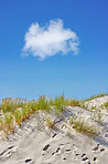 Sand dunes at the Westcoast of Jutland, Denmark