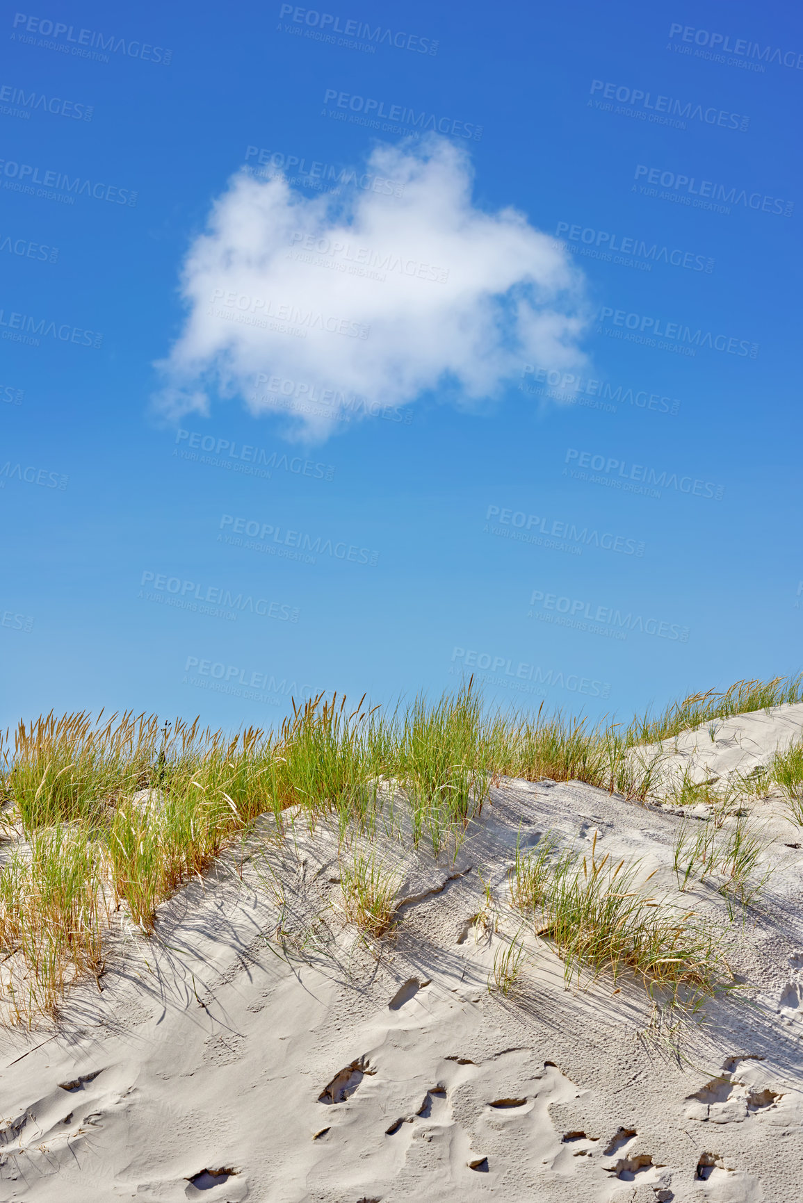 Buy stock photo Landscape of sand dunes on west coast of Jutland in Loekken, Denmark. Closeup of tufts of green grass growing on empty beach with blue sky and copyspace Scenic ocean to explore for travel and tourism