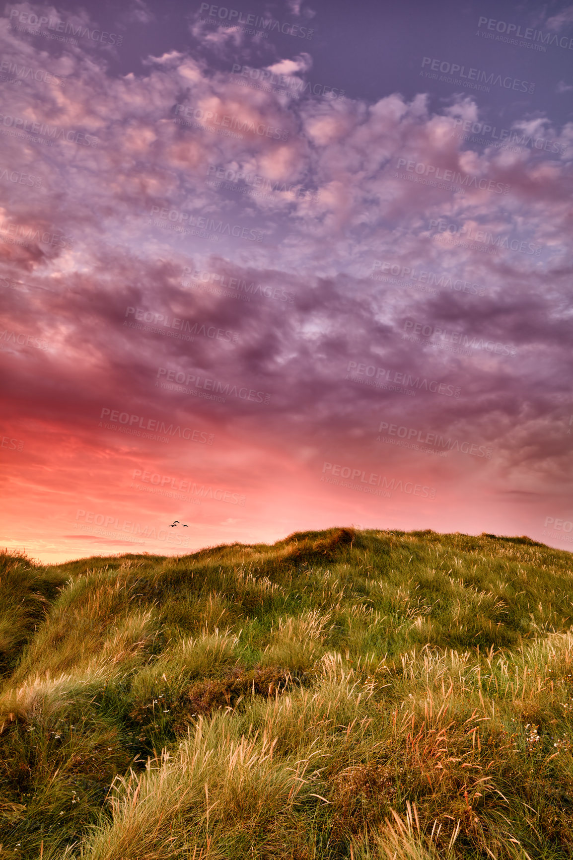 Buy stock photo Dramatic copyspace landscape of purple sky and sunset on west coast of Jutland in Loekken, Denmark. Sun setting on the horizon on an empty meadow at night with copy space. Sun rising over a field