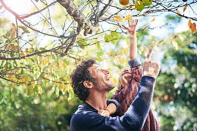 Buy stock photo Father, daughter and picking apples in autumn with trees, leaves and curious for ecosystem and environment. Family, man and girl child with fruit in backyard of home for bonding, recreation and relax
