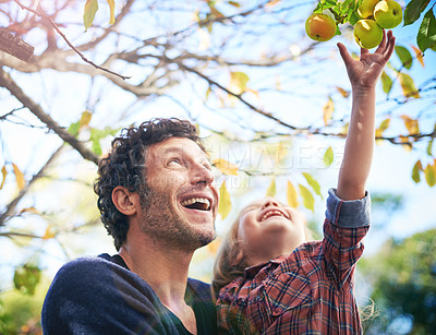 Buy stock photo Man with girl child in garden, picking from apple tree and happy outdoor, love and family together in orchard. Father spending quality time with young daughter on farm, fruit and happiness in nature
