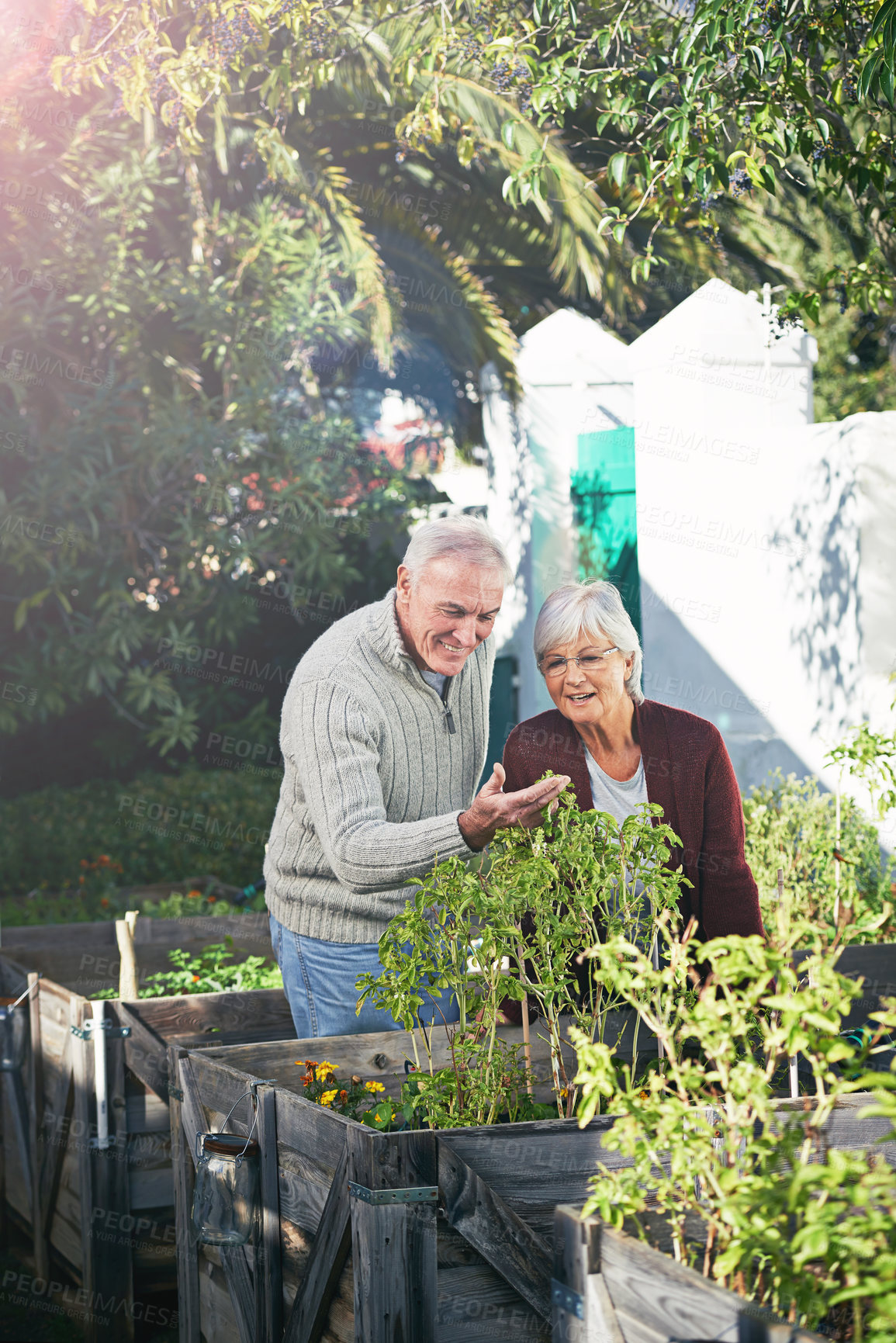 Buy stock photo Old couple gardening in backyard, plants and happiness outdoor with nature and sustainability. Elderly man with woman together in garden during retirement, eco friendly with botany and environment