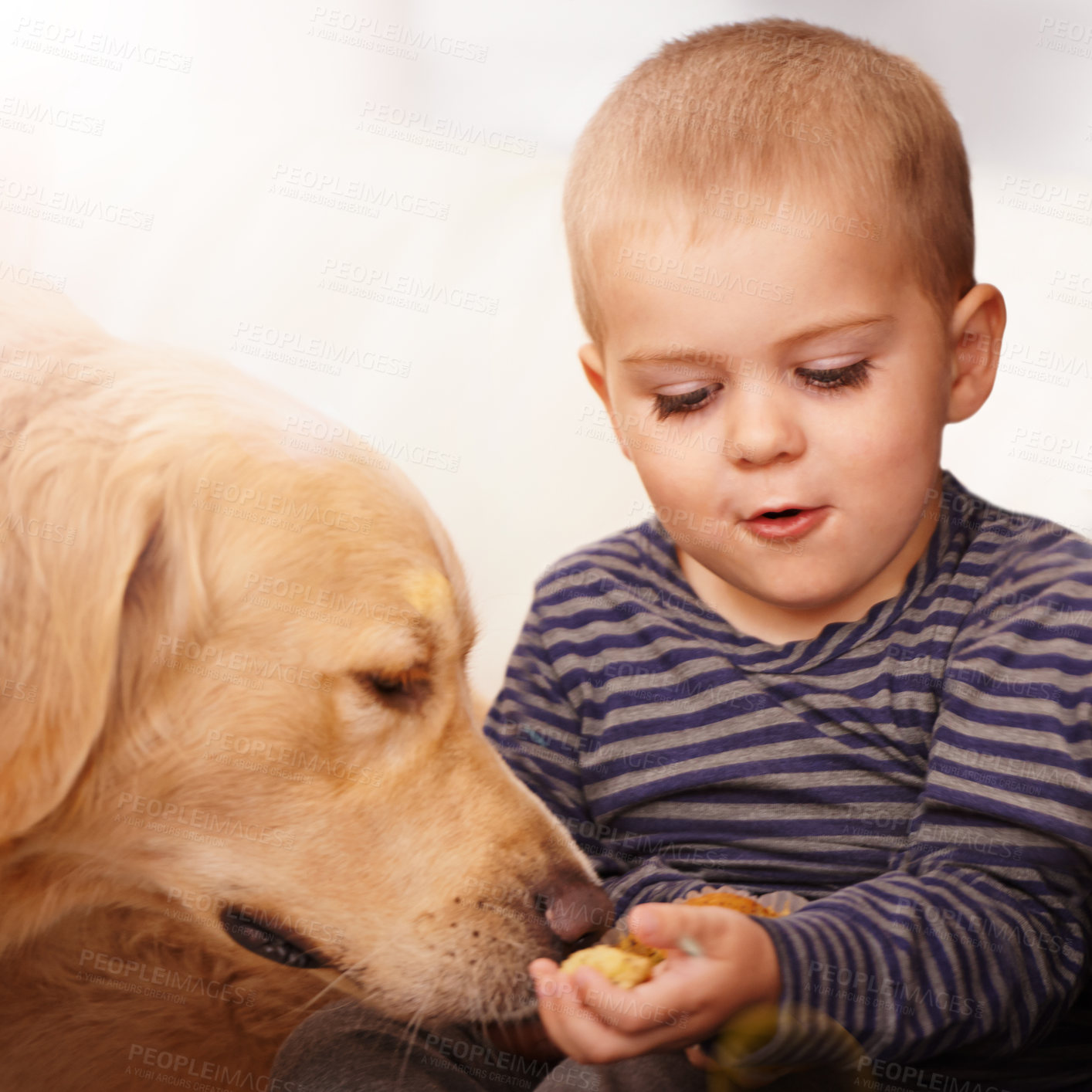 Buy stock photo Golden retriever, child and feeding of a dog food from hand for love, care and development. Happy kid and calm animal pet eating and playing as friends with trust in a family home for wellness