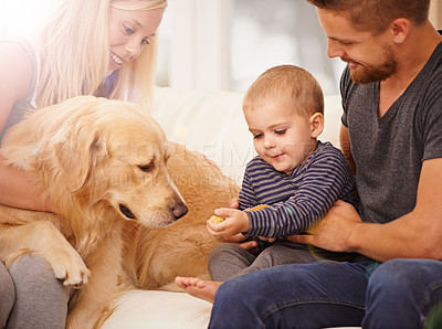 Buy stock photo Family, dog and baby with mom, dad and love together on a sofa with treat and bonding with pet. Golden retriever, house and couch with support, care and animal in a lounge with lens flare and kid
