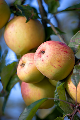 Buy stock photo Apples, tree and orchard with leaves, growth and agriculture for nutrition, outdoor and food production. Fruits, nature and sustainability farming with in countryside, environment and organic crops