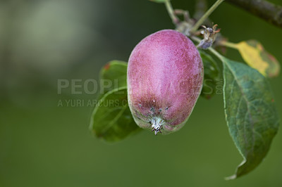 Buy stock photo Red apple, fruit and tree outdoor for agriculture, growth and farming for production at orchard. Natural, fresh and organic food on leaf branch at plantation for sustainability and nutrition closeup