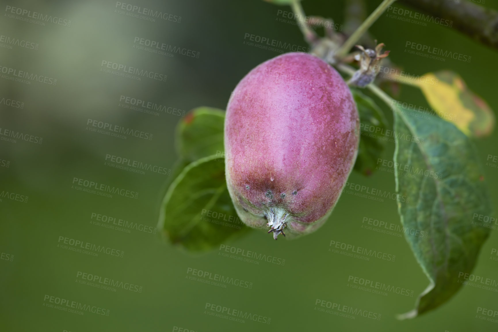 Buy stock photo Red apple, fruit and tree outdoor for agriculture, growth and farming for production at orchard. Natural, fresh and organic food on leaf branch at plantation for sustainability and nutrition closeup