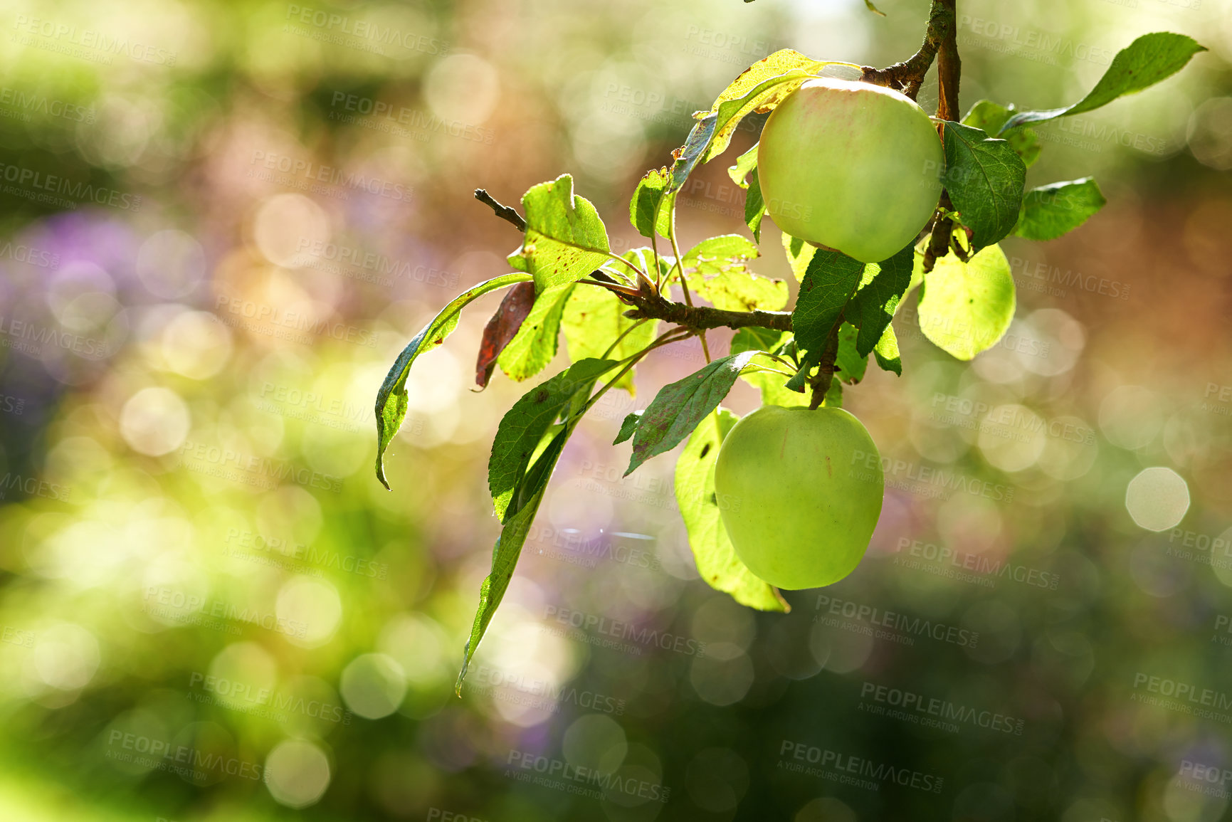 Buy stock photo Fresh apples, growing and season with nature, trees and green with summer, sustainability and outdoor. Empty, organic fruit and orchard with harvest, agriculture and ripe with nutrition and juicy