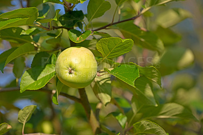 Buy stock photo Fresh apples, growing and harvest with nature, trees and green with summer, sustainability and outdoor. Empty, organic fruit and orchard with season, agriculture and ripe with nutrition and juicy