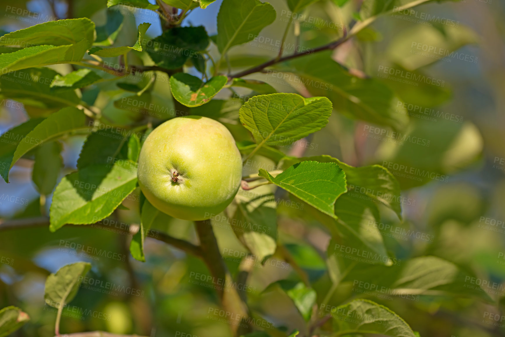 Buy stock photo Fresh apples, growing and harvest with nature, trees and green with summer, sustainability and outdoor. Empty, organic fruit and orchard with season, agriculture and ripe with nutrition and juicy