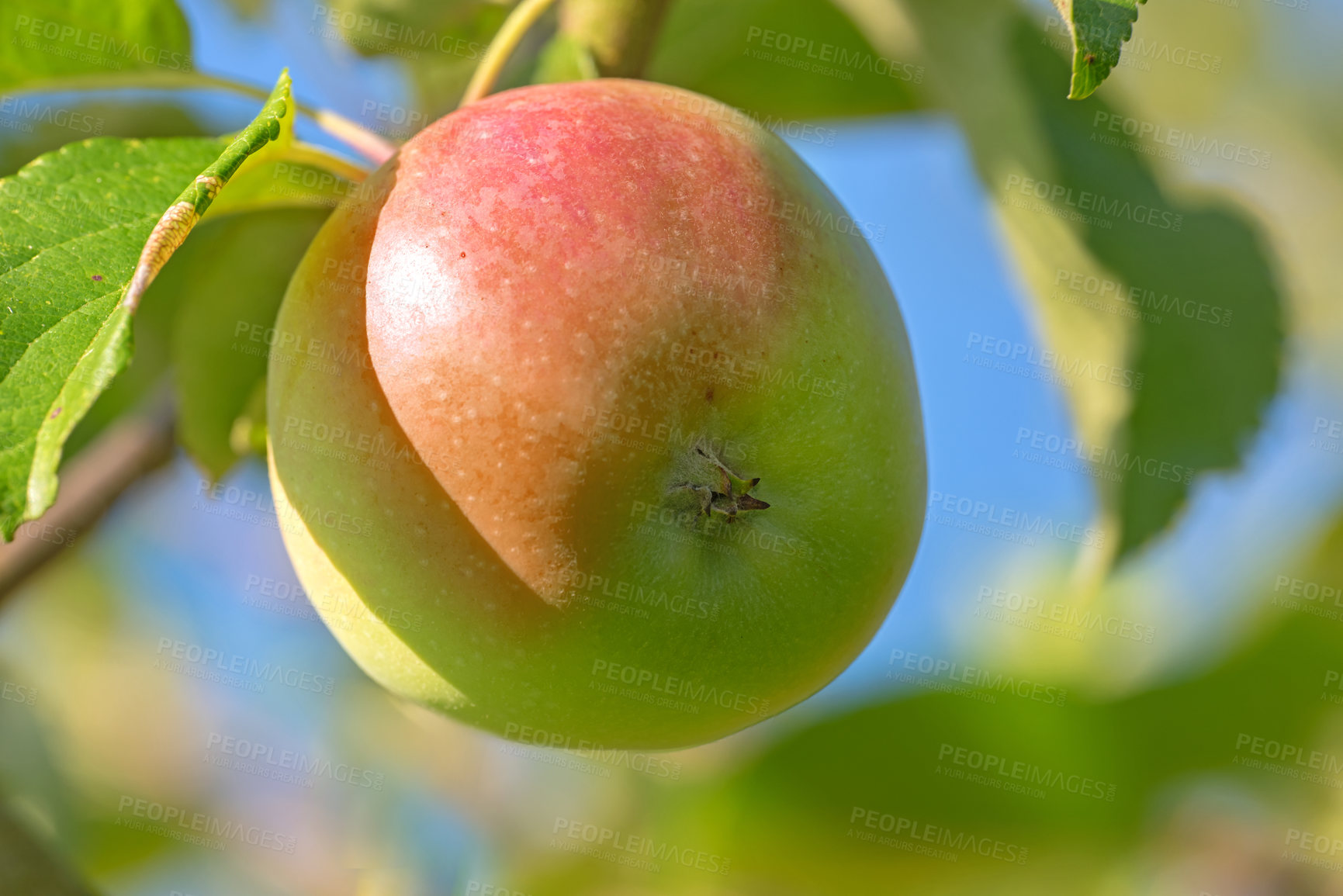 Buy stock photo Closeup, apple and food in nature on tree for agriculture, growth and harvest at orchard. Organic fruit, leaf and plant in summer at farm for healthy diet, nutrition and vitamin c benefits outdoor