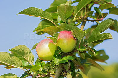 Buy stock photo Agriculture, nutrition and apple tree for harvest in outdoor for health, natural and organic in Virginia. Fruit, green and sustainability, branch and plantation for food production in farming