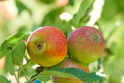 Buy stock photo Agriculture, fruit and apple tree in farm for harvest in outdoor for nutrition, health and organic in Virginia. Nature, growth and environment with sustainability and plantation for food production