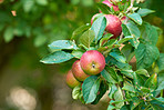 Fresh apples 