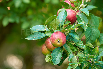 Buy stock photo Apples, tree and orchard in summer with farming, growth and agriculture for nutrition, outdoor and food production. Fruits, nature and sustainability with leaves in countryside, environment and crops