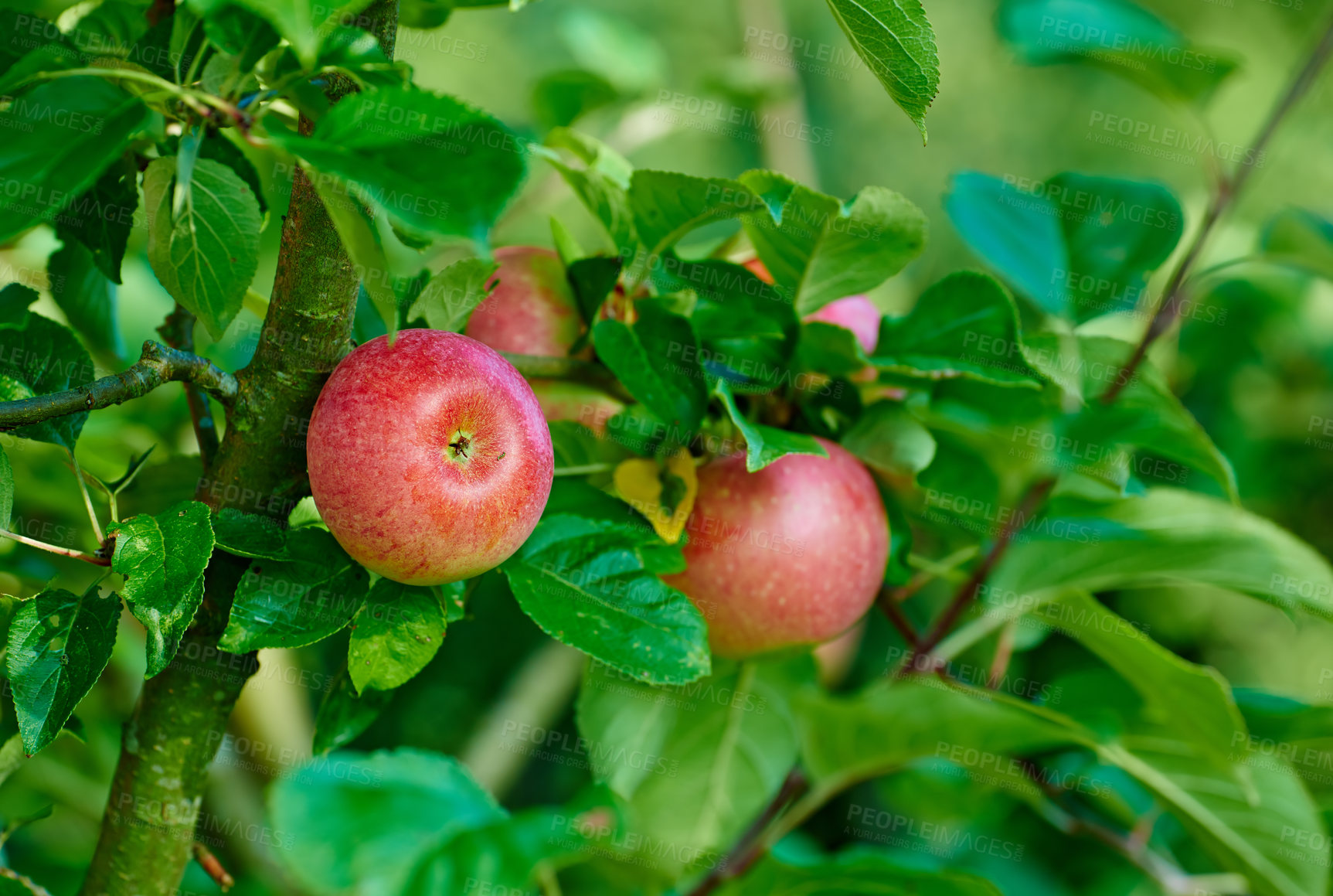 Buy stock photo Apples, tree and orchard in summer with agriculture, growth and outdoor with food production for nutrition. Red fruits, nature and sustainability with farming in countryside, environment and crops