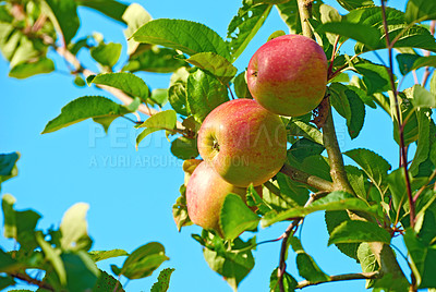 Buy stock photo Apples, tree and orchard in summer for growth, agriculture or outdoor with food production for nutrition. Red fruits, nature and sustainability farming in countryside, environment or crops in China