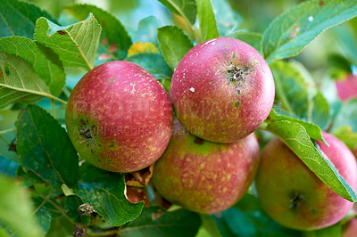 Buy stock photo Apples, tree and agriculture in closeup with leaves, orchard or outdoor with food production for nutrition. Red fruits, growth and sustainability farming in countryside, environment or crops in China