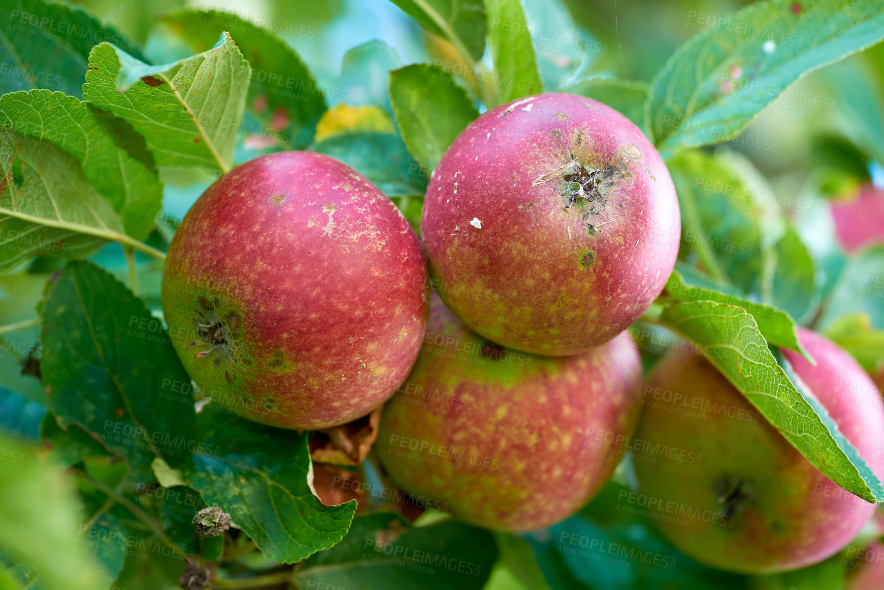 Buy stock photo Apples, tree and agriculture in closeup with leaves, orchard or outdoor with food production for nutrition. Red fruits, growth and sustainability farming in countryside, environment or crops in China