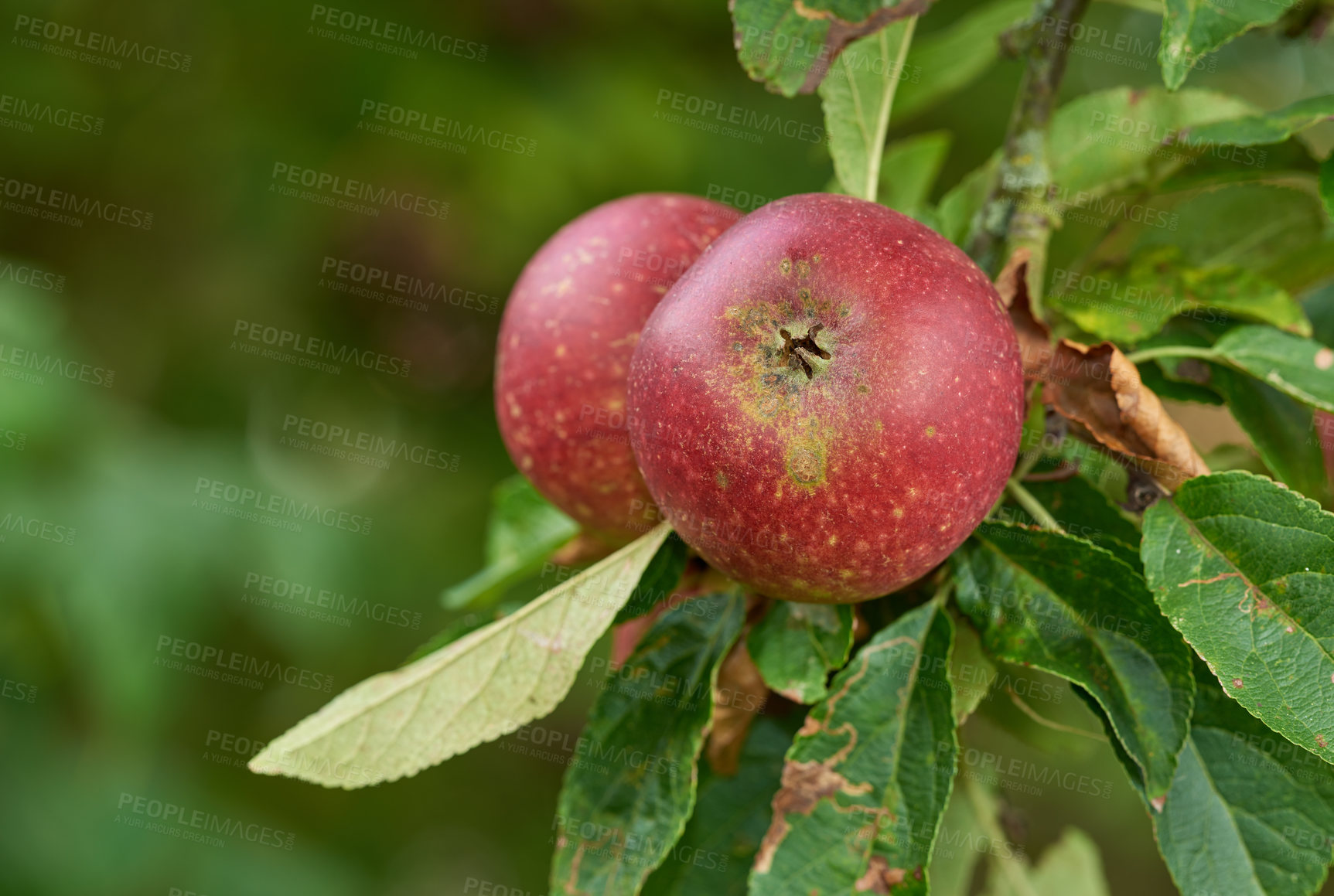 Buy stock photo Apples, tree and farming in orchard with growth, leaves or outdoor with food production for nutrition. Red fruits, nature and sustainability agriculture in countryside, environment or crops in China