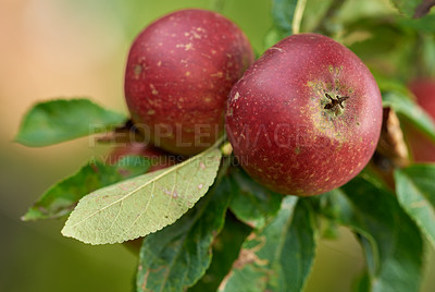 Buy stock photo Apples, tree and closeup in orchard with farming, leaves or outdoor with food production for nutrition. Red fruits, nature and sustainability agriculture in countryside, environment or crops in China