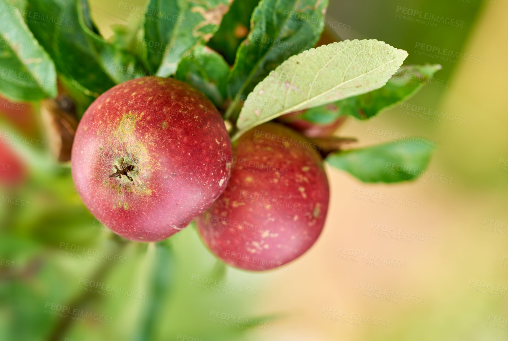 Buy stock photo Apples, trees and closeup in orchard in nature, leaves or agriculture with food production for nutrition. Red fruits, growth and sustainability farming in countryside, environment or crops in China