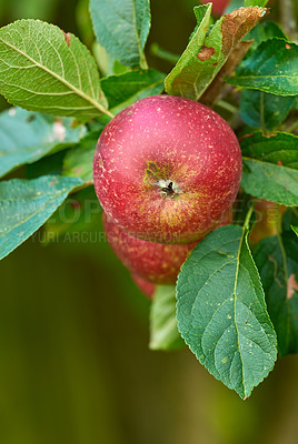 Buy stock photo Red apples, trees and closeup in orchard in nature, leaves or agriculture with food production for nutrition. Fruits, growth and sustainability farming in countryside, environment or crops in China