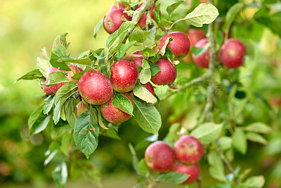 Buy stock photo Fresh apples in natural setting