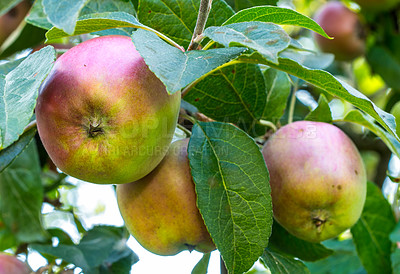 Buy stock photo Fresh apples in natural setting