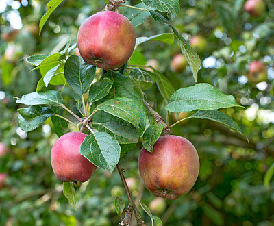 Buy stock photo Apples, tree and orchard with leaves, farming and growth for nutrition, outdoor or food production. Red fruits, nature and sustainability agriculture with in countryside, environment or organic crops