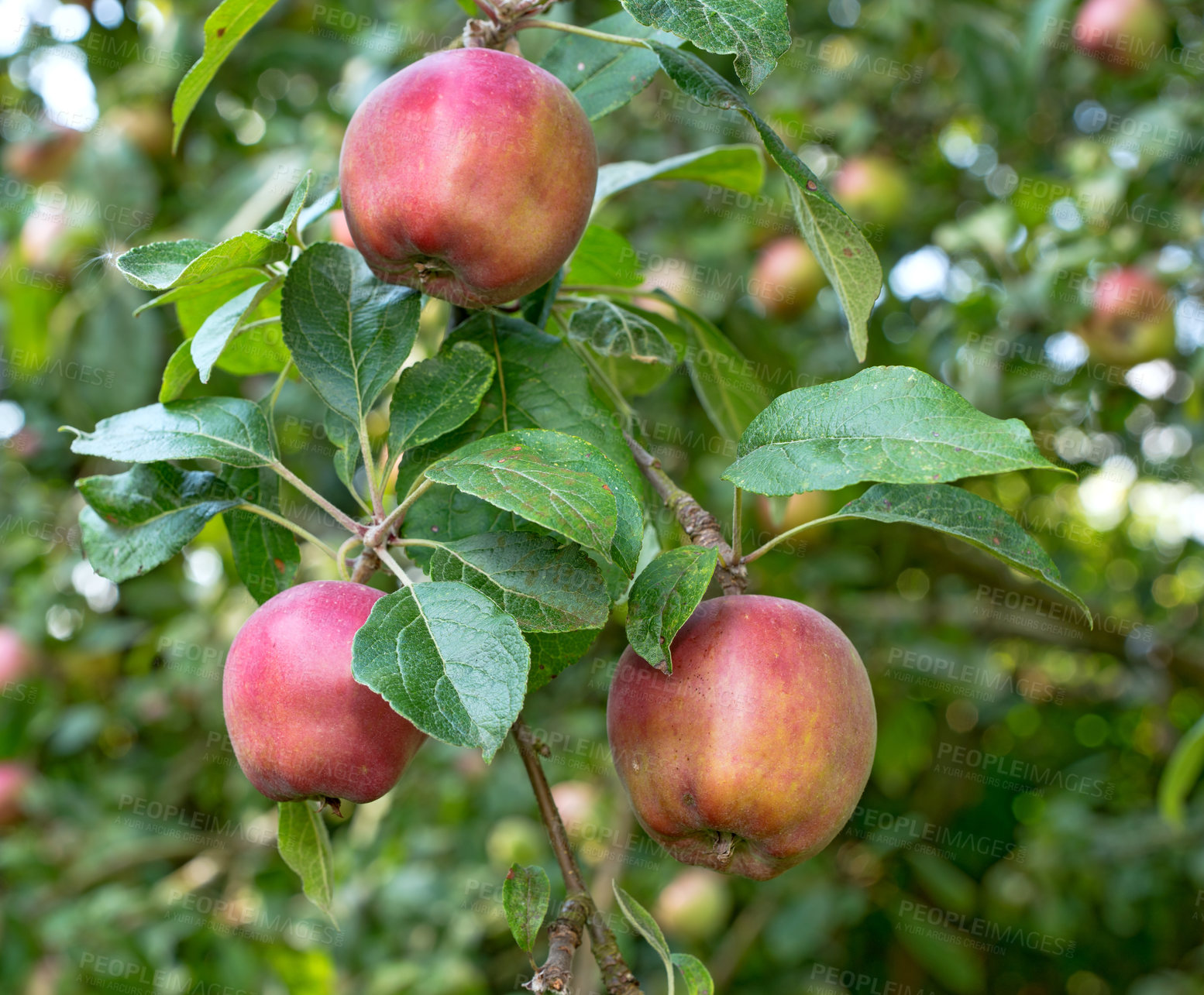 Buy stock photo Apples, tree and orchard with leaves, farming and growth for nutrition, outdoor or food production. Red fruits, nature and sustainability agriculture with in countryside, environment or organic crops