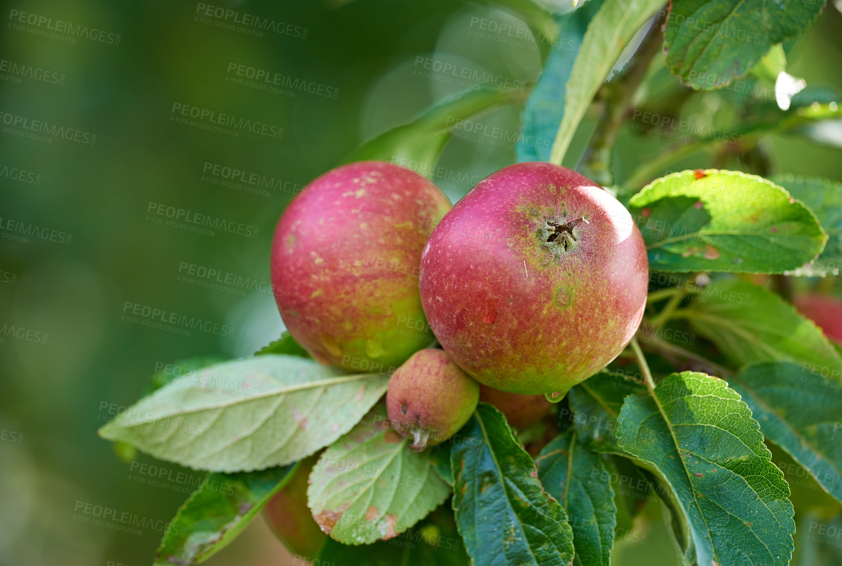 Buy stock photo Apples, tree and orchard in summer with leaves, growth and agriculture for nutrition, outdoor and food production. Fruits, nature and sustainability farming with in countryside, environment and crops